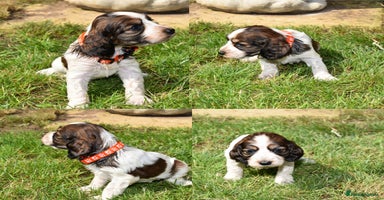 Cocker Spaniel dogs - Advert 2