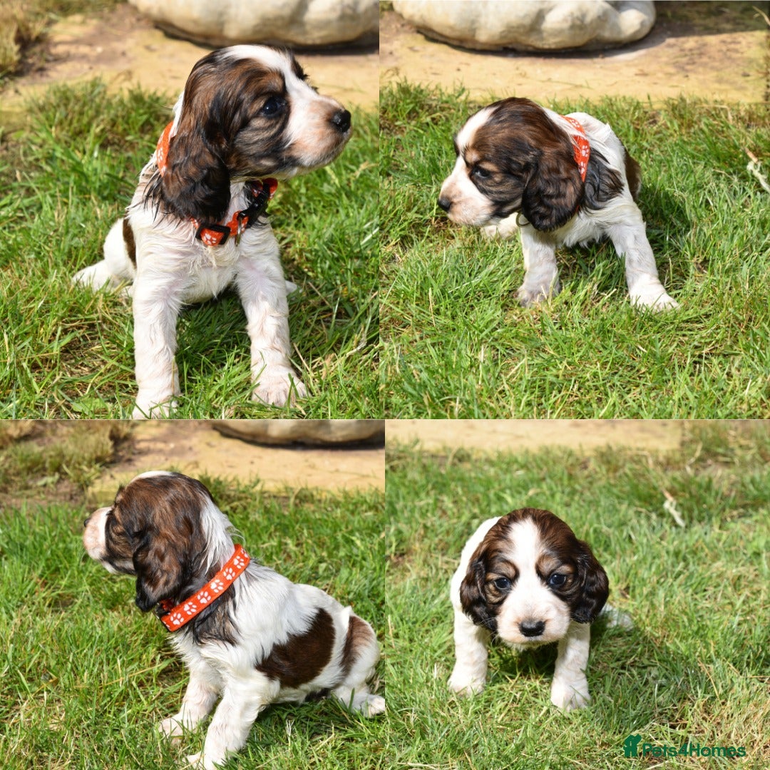 Cocker Spaniel dogs for sale: Kc Reg Cocker Spaniel Puppies Available - Image 2
