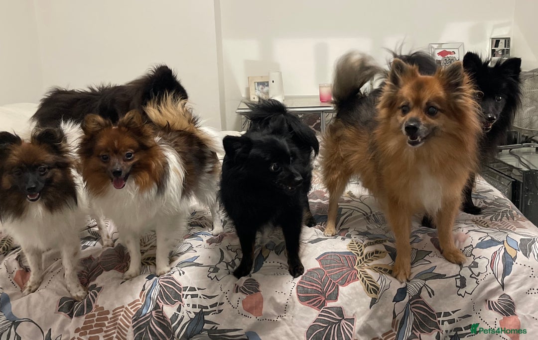 Pomeranian dogs for sale: ****7 Tri/parti Pom pups 3 girls left ** deposit - Image 4