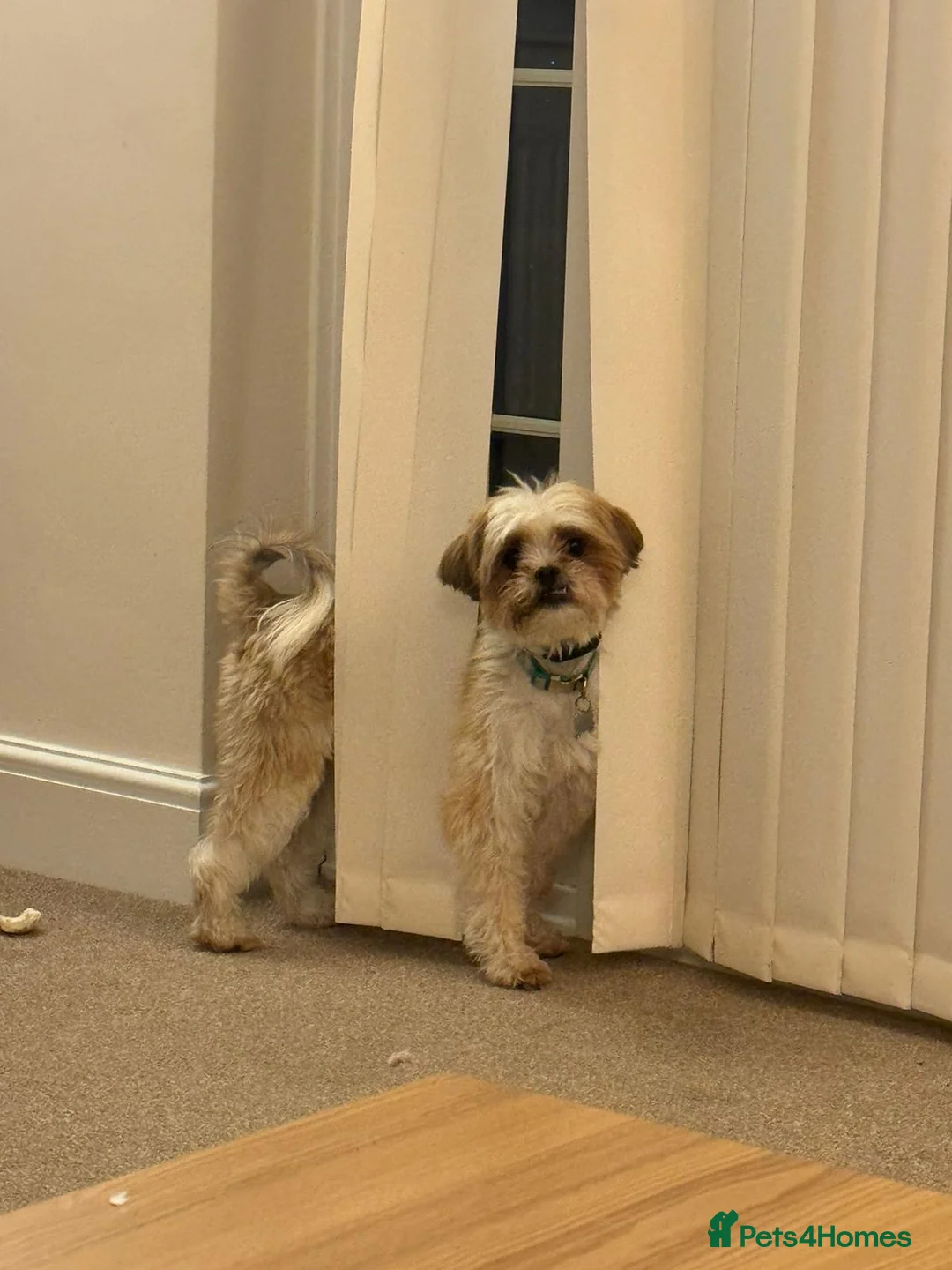 Mixed Breed dogs for sale: 5 year old Shih Tzu 5* home needed.  - Advert 3
