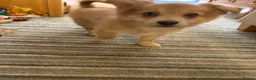 Pomchi dogs for sale: Pomchi puppies in High Wycombe - Advert 3