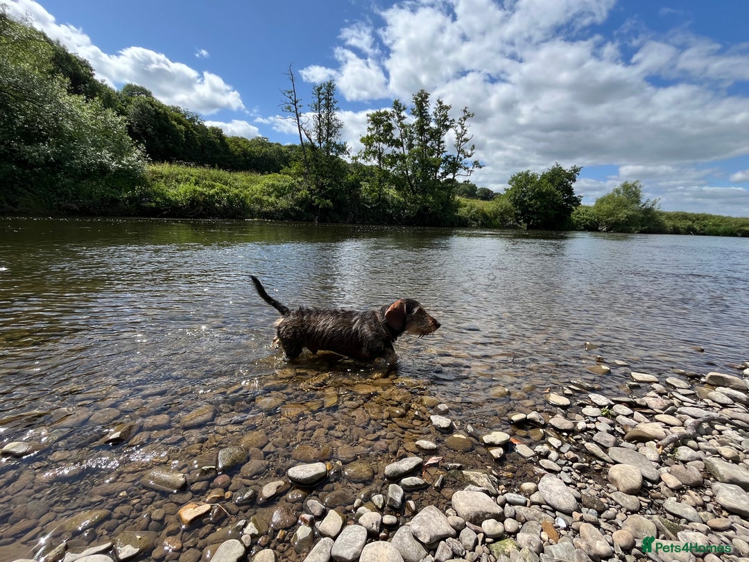 Miniature Dachshund dogs for stud: Looking for wife! Mini Wirehaired Dachshund - Image 3