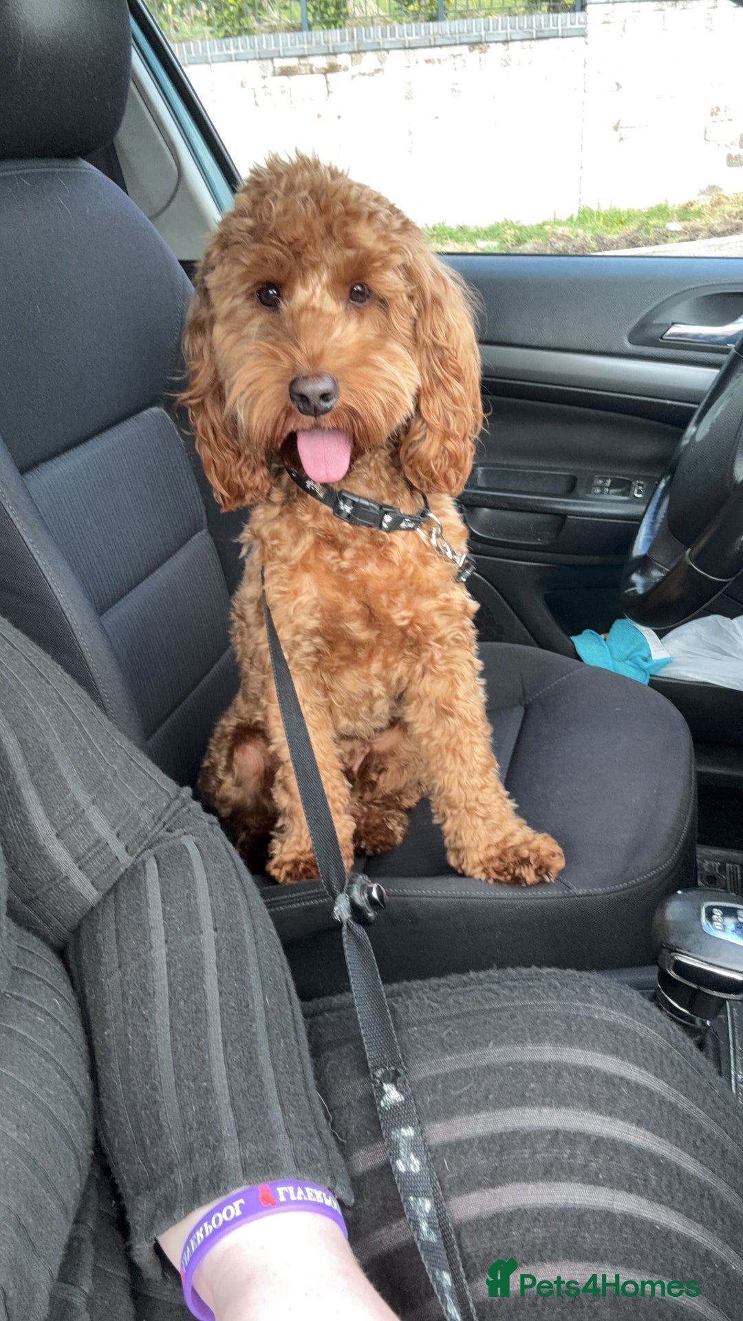Cockapoo dogs for stud: 1 year old cockapoo for stud - Image 8