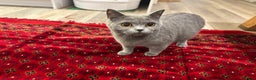 British Shorthair cats for sale: TICA registered purebreed BritishShorthair Kittens - Advert 2
