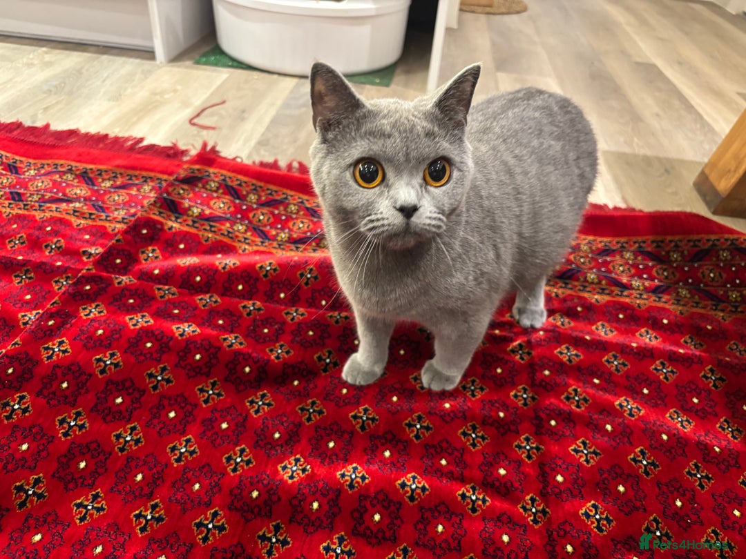 British Shorthair cats for sale: TICA registered purebreed BritishShorthair Kittens - Advert 2