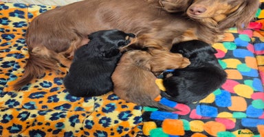 Miniature Dachshund dogs in Milton Keynes - Advert 7
