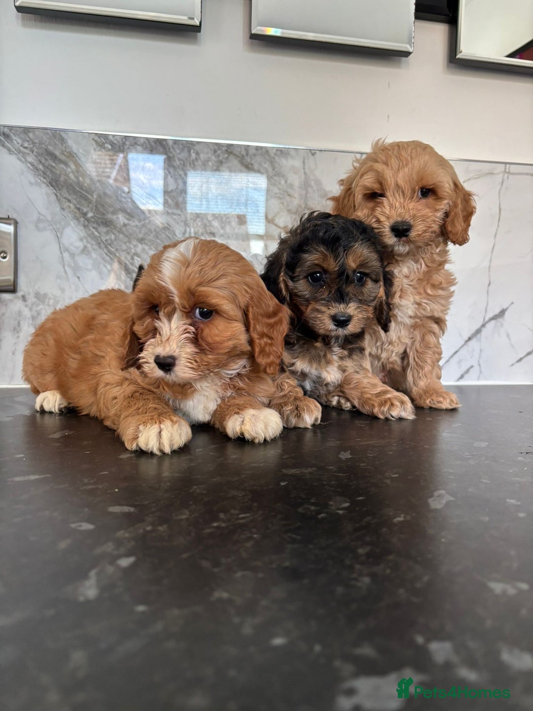 Cavapoo dogs for sale: Small type cavapoo puppies (toy poodle) - Image 7