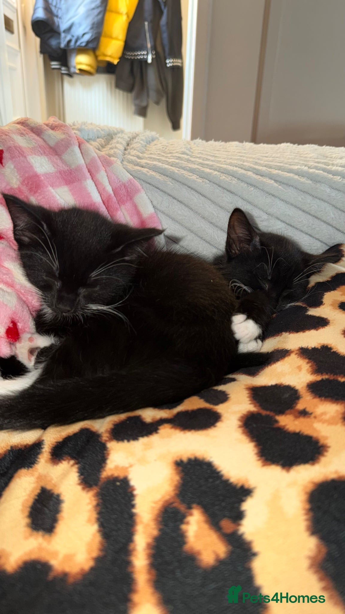 Mixed Breed cats 2 Beautiful tux girls left  - Advert 1