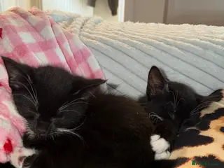 Mixed Breed cats 2 Beautiful tux girls left - Advert 1