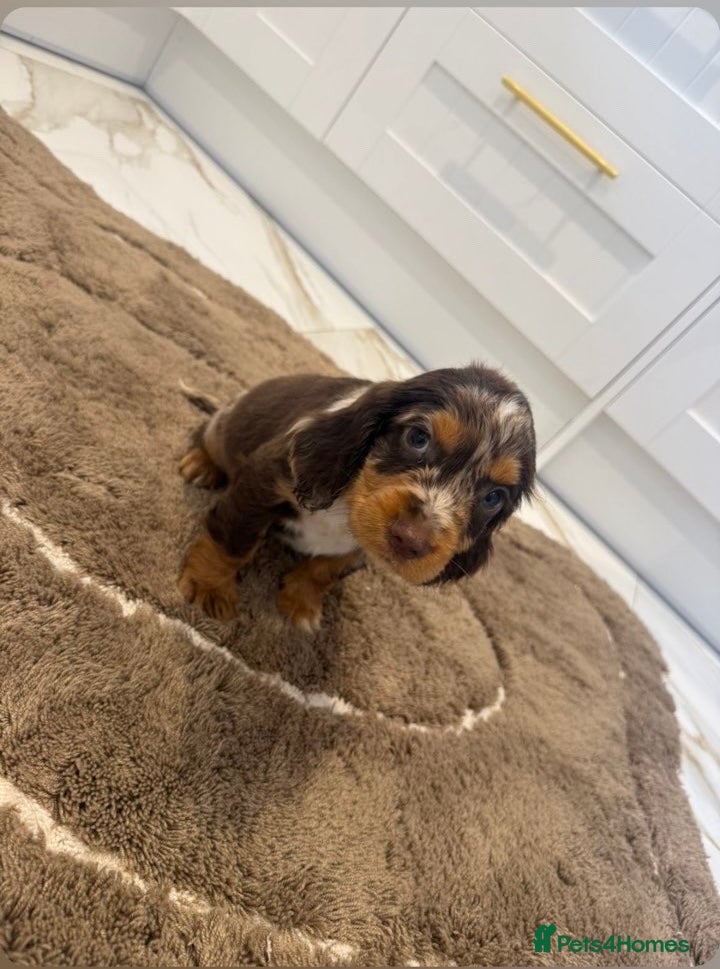 Cocker Spaniel dogs for sale: Cocker spaniel show type puppies  - Advert 16