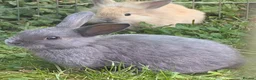 Lionhead rabbits for sale: 8 week old baby rabbit  - Advert 6