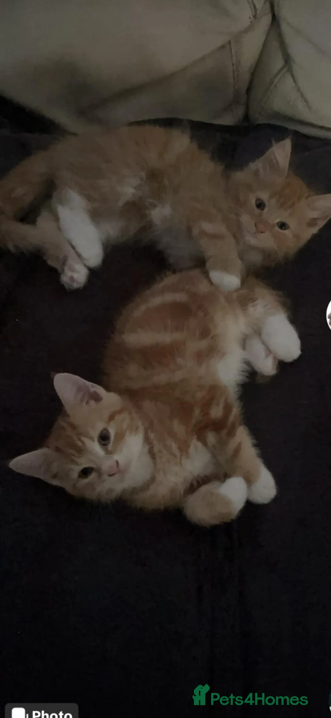 Mixed Breed cats for sale: Beautiful soft loving kitten  - Advert 2
