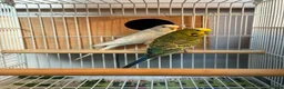 Budgerigars birds for sale: Breeding pairs budgies  - Advert 1