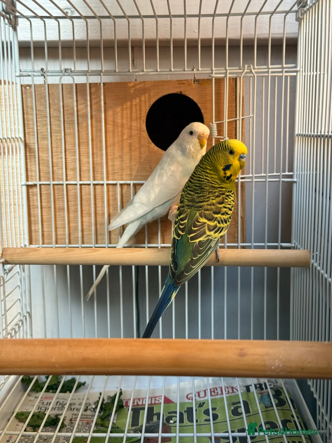 Budgerigars birds for sale: Breeding pairs budgies  - Advert 1