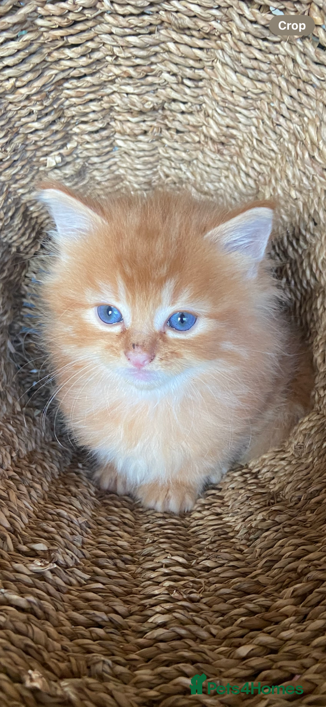 Maine Coon cats for sale:  3 Beautiful Maine coon mix kittens left for sale  - Advert 2