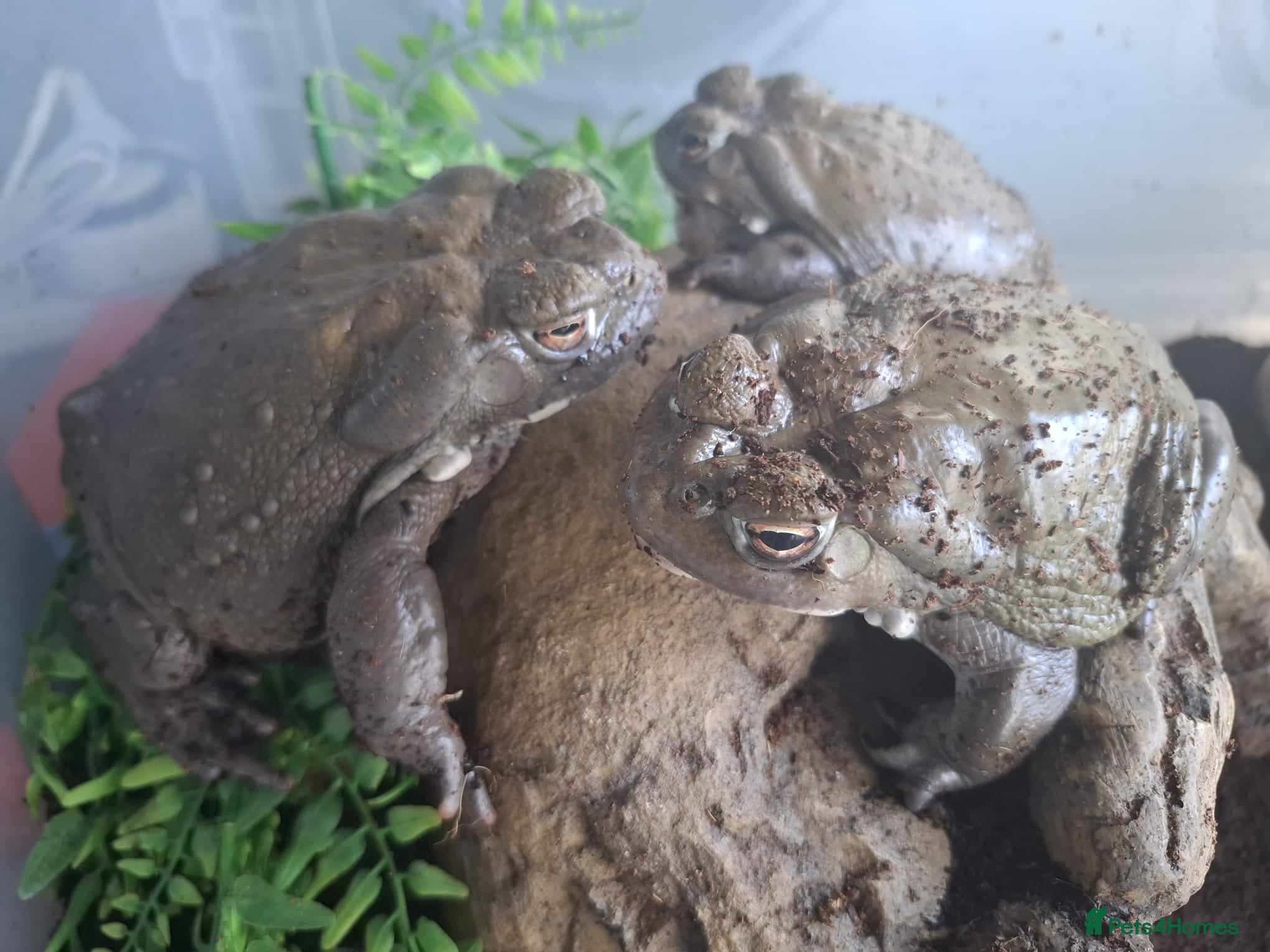 Toad reptiles Toads - Advert 1