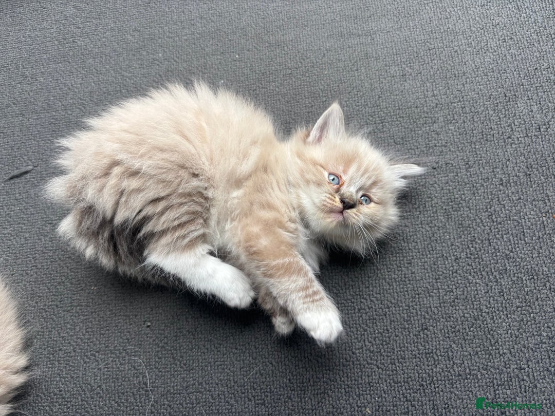 Ragdoll cats for sale: Ragdoll kittens - Image 23