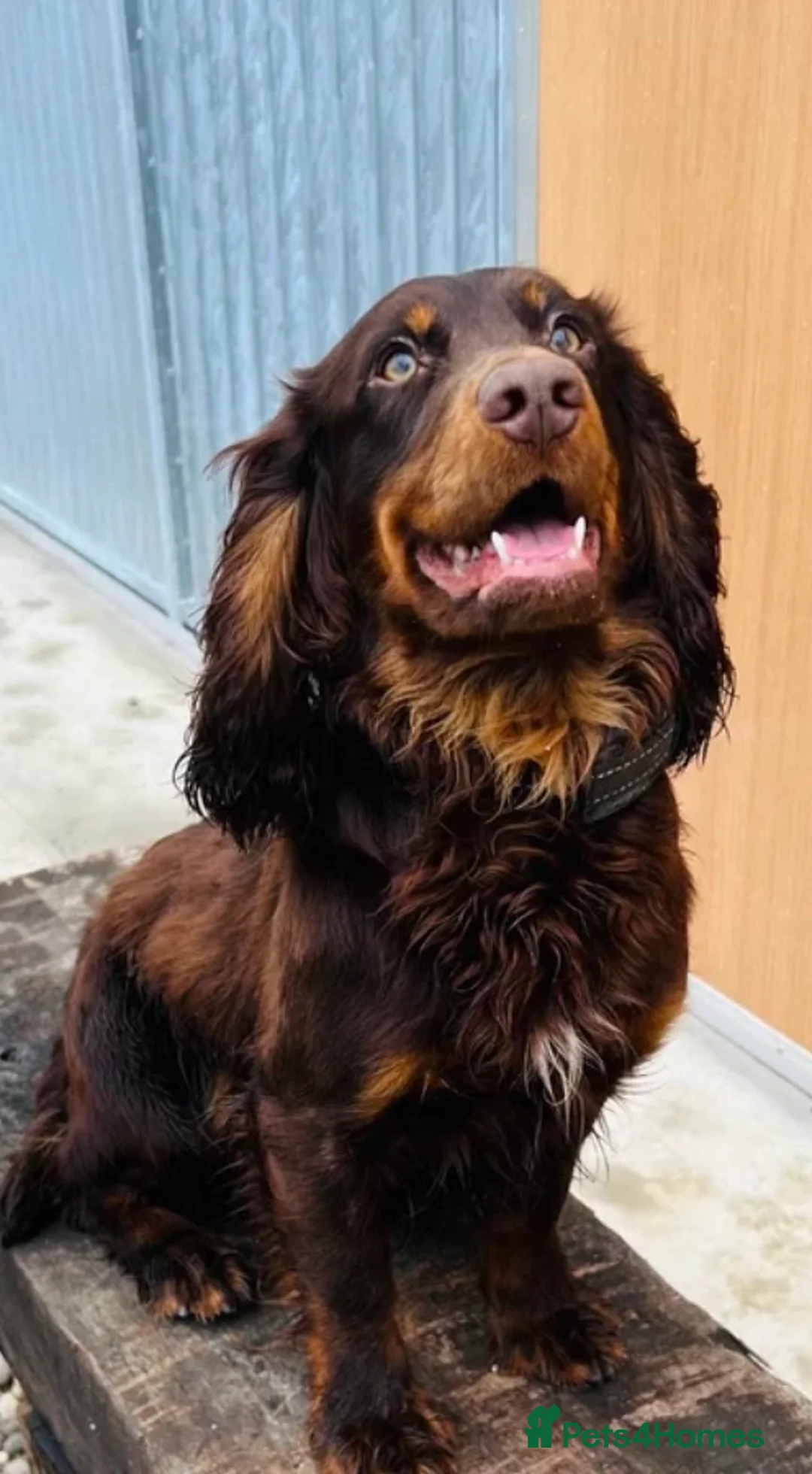 Cocker Spaniel dogs for sale: Chocolate Worker Cocker Puppies Kennel Club  - Advert 11