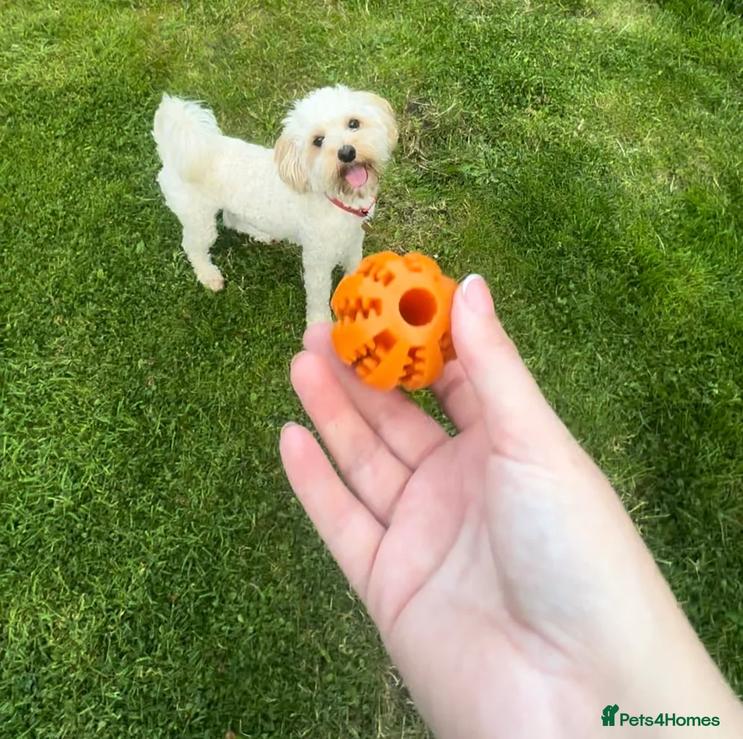 Maltipoo dogs for stud: Gorgeous Maltipoo available for Stud🩵 in Swansea - Advert 11