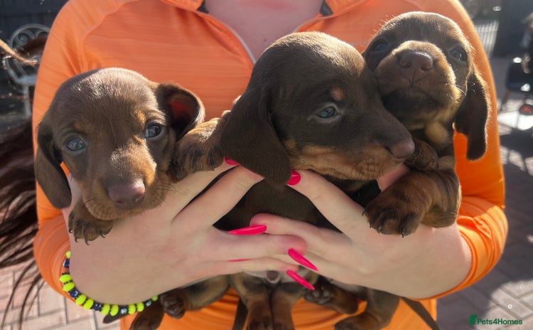 Dachshund dogs - Advert 1
