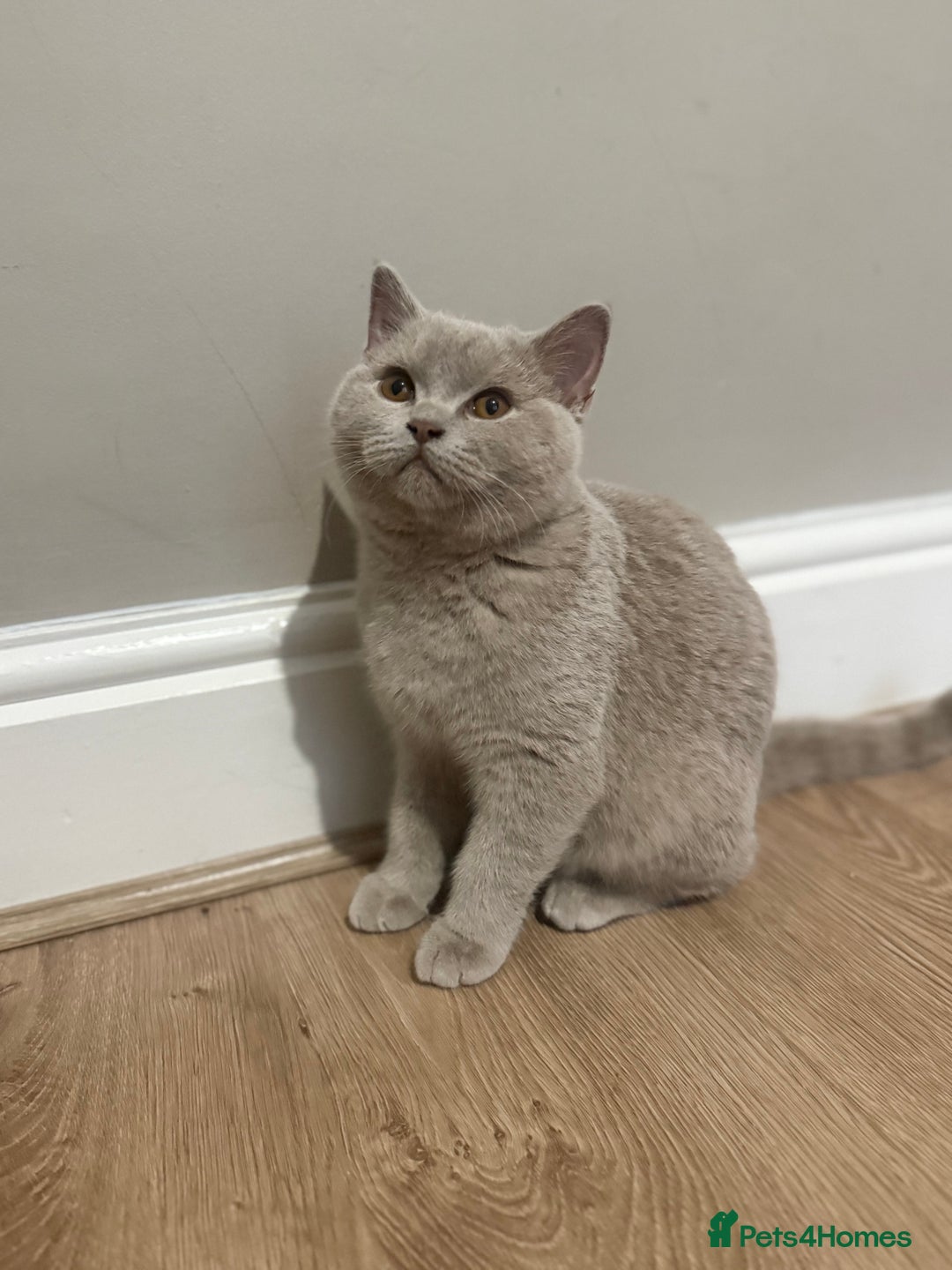 Scottish Fold cats for sale: Stunning Male lilac BSH & Grey Scottish Fold x BSH - Advert 5