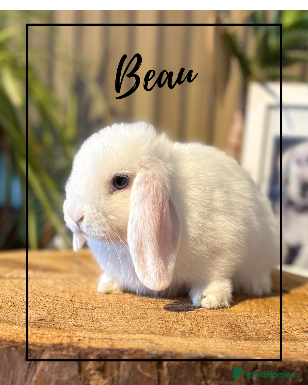Mini Lop rabbits for sale: Mini Lop Girls looking for loving homes - Advert 7