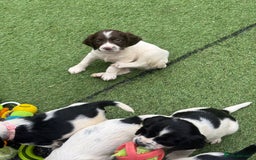 English Springer Spaniel dogs for sale: Kc reg  dna tested springer spaniels  - Image 8