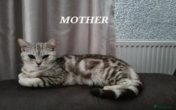American Shorthair cats for sale: Gorgeous girls looking for new home🏡 - Image 10