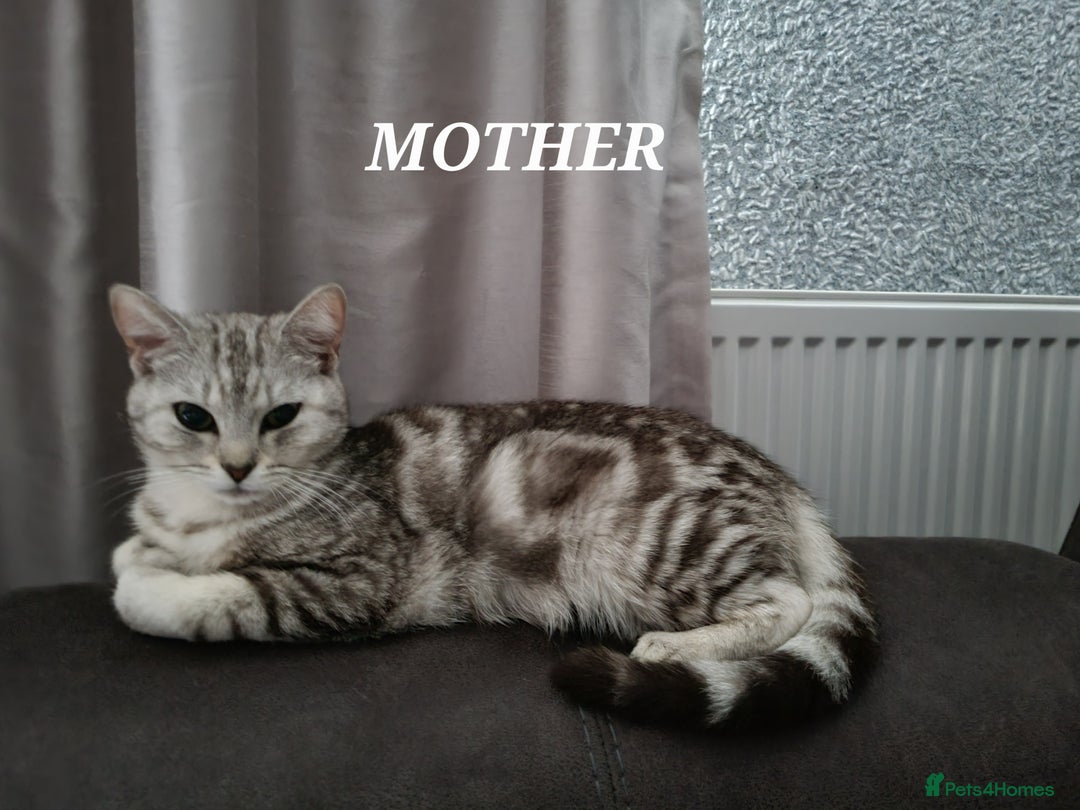 American Shorthair cats for sale: Gorgeous girls looking for new home🏡 - Image 10