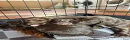 Cocker Spaniel dogs for sale: Working cocker spaniel puppies kc reg in Brough - Advert 17