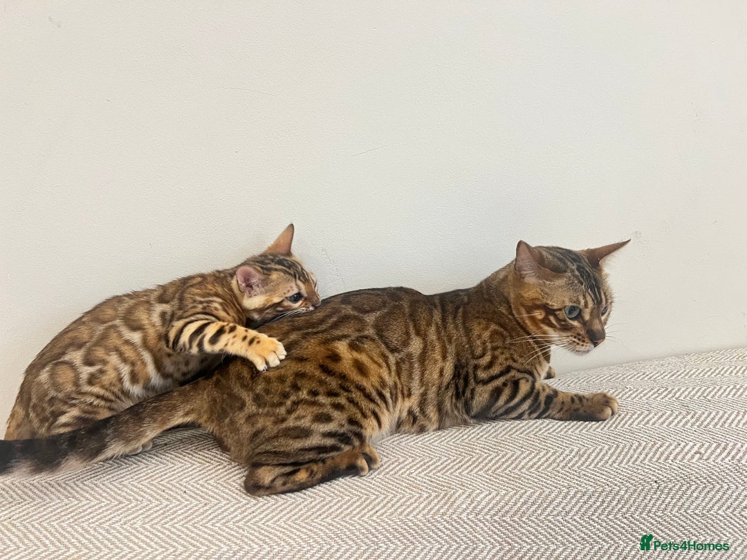 Bengal cats for sale: Stunning Bengal GIRL Kitten, TICA– ready 12/08/25 - Image 12