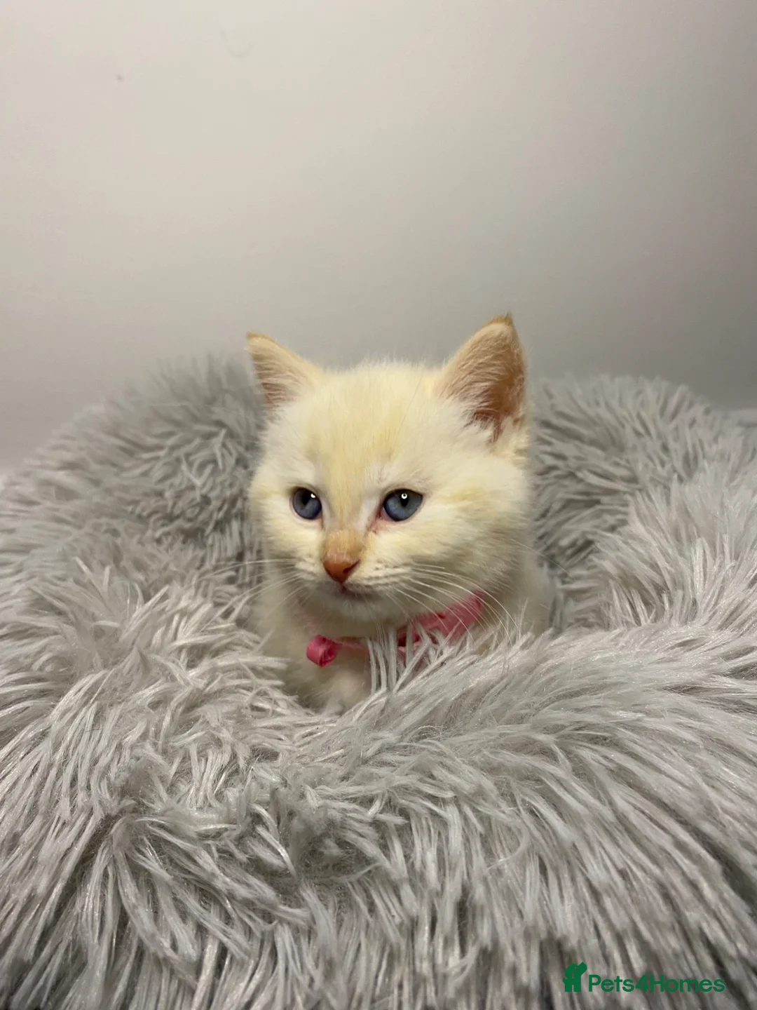 Siamese cats for sale: Flame point Siamese kitten - Advert 1