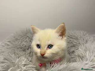 Siamese cats Flame point Siamese kitten - Advert 1