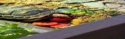 Tortoise reptiles for sale: Red foot tortoise  - Advert 8