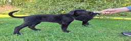 Lurcher dogs for sale: Greyhound x shepherd/collie  in Hungerford - Advert 24