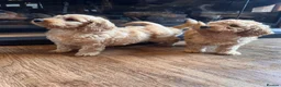 Cockapoo dogs for sale: Cockapoo puppies  - Advert 7