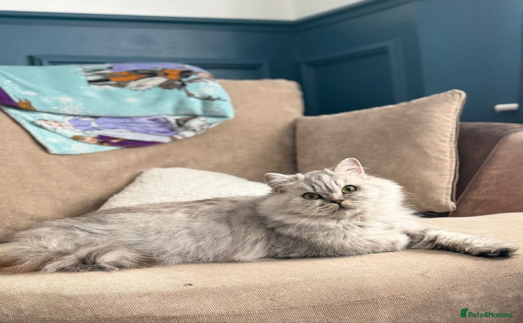 British Longhair cats - Advert 1