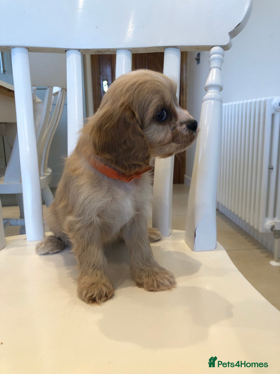 Cavapoo dogs for sale: Adorable Cavapoo Puppies  - Advert 11