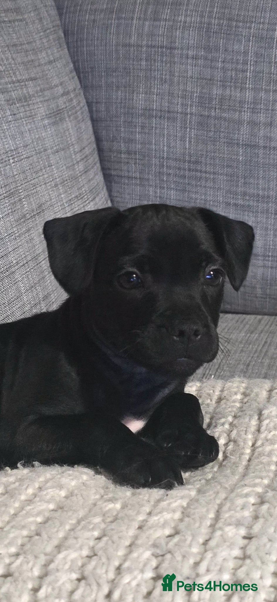 Staffordshire Bull Terrier dogs 11 week old staff puppy - Advert 1
