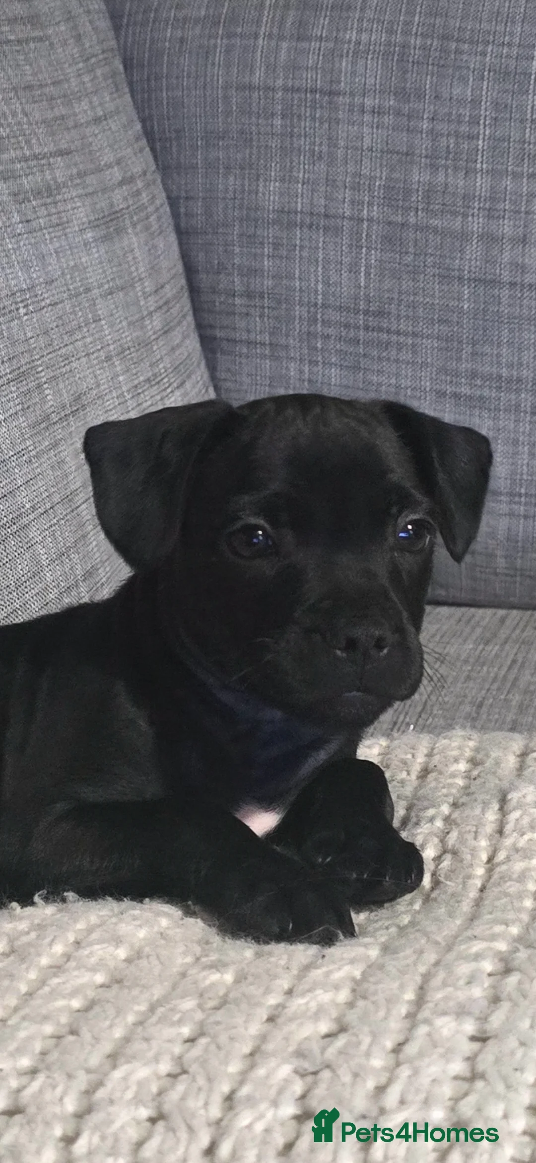 Staffordshire Bull Terrier dogs for sale: 11 week old staff puppy - Advert 1