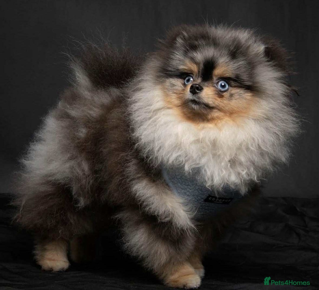 Pomeranian dogs for sale: RUSSIAN SHOW MERLE POMERANIAN PUPPYS  - Advert 7