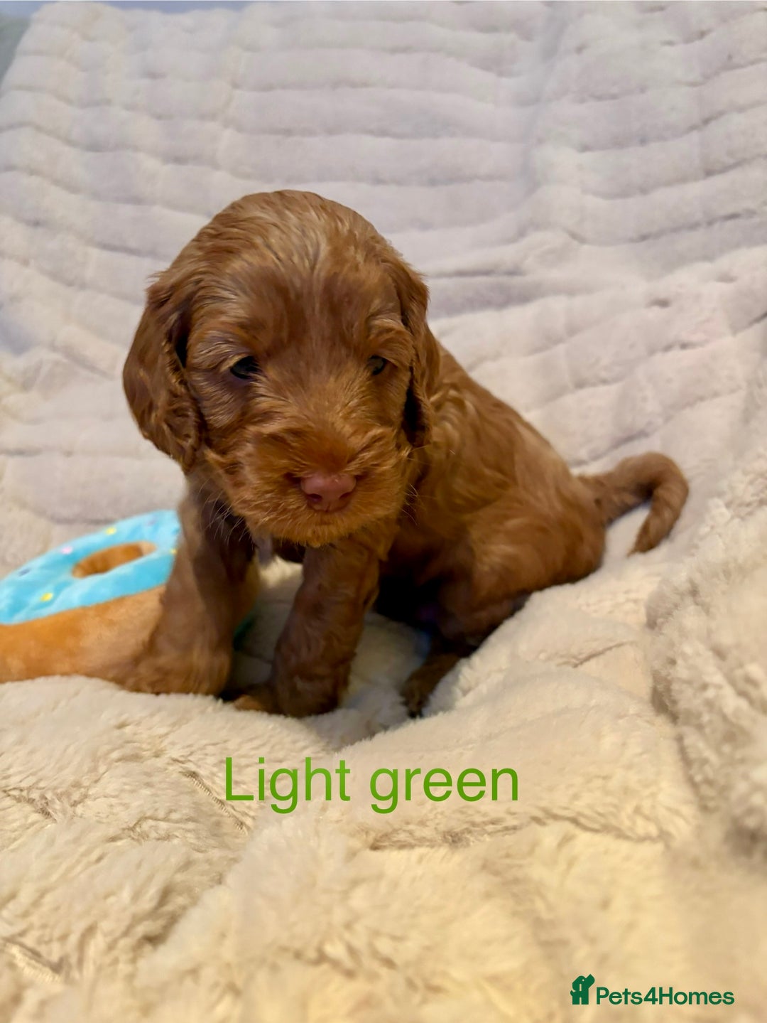 Cockapoo dogs for sale: Beautiful F2 Cockapoos - 5 boys left  - Advert 8