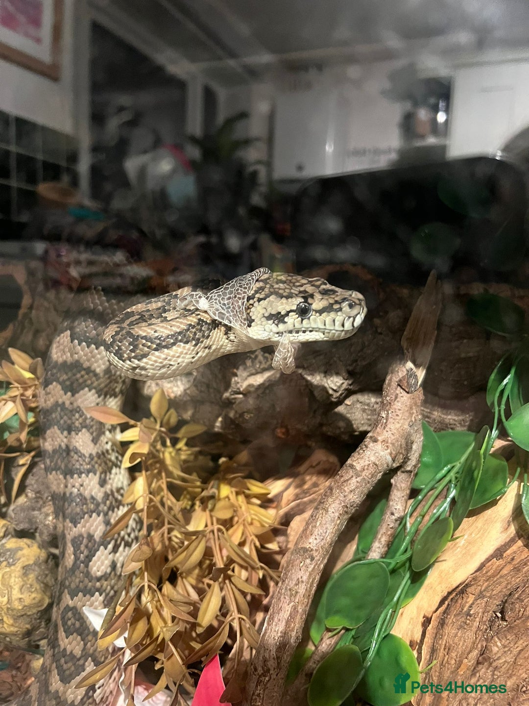 Python Snake reptiles for sale: 7' Male Carpet Python.  - Advert 4