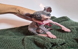 Sphynx cats for sale: Sphynx kittens  - Image 4