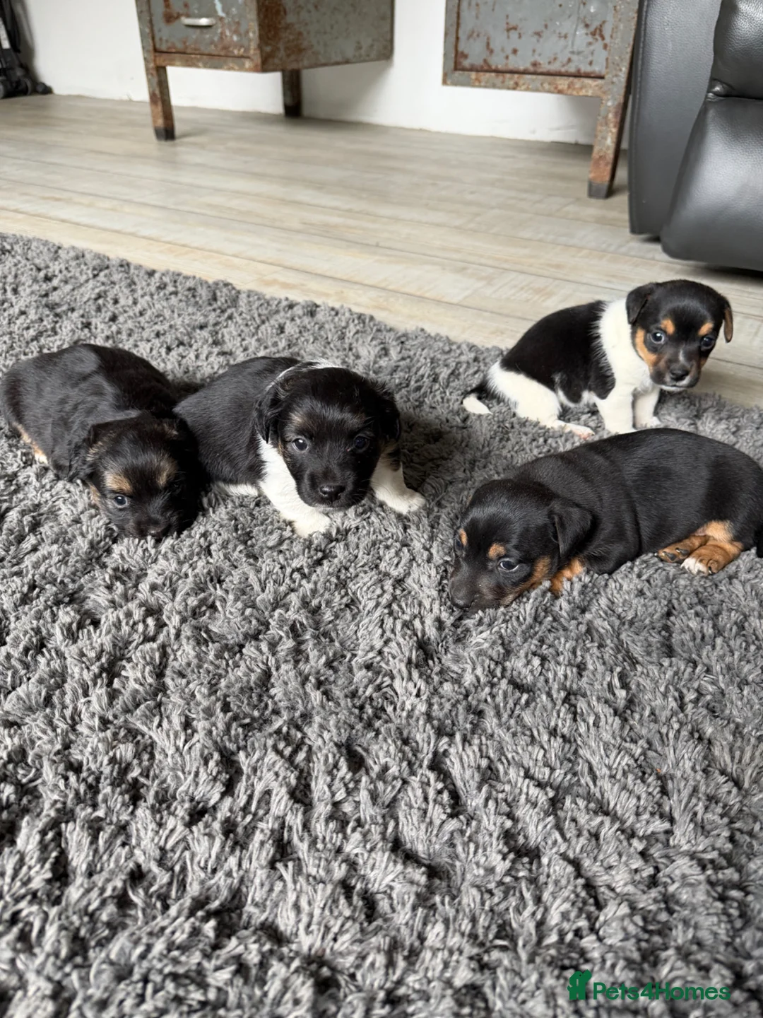 Jack Russell dogs for sale: Beautiful jack russell puppies - Advert 1
