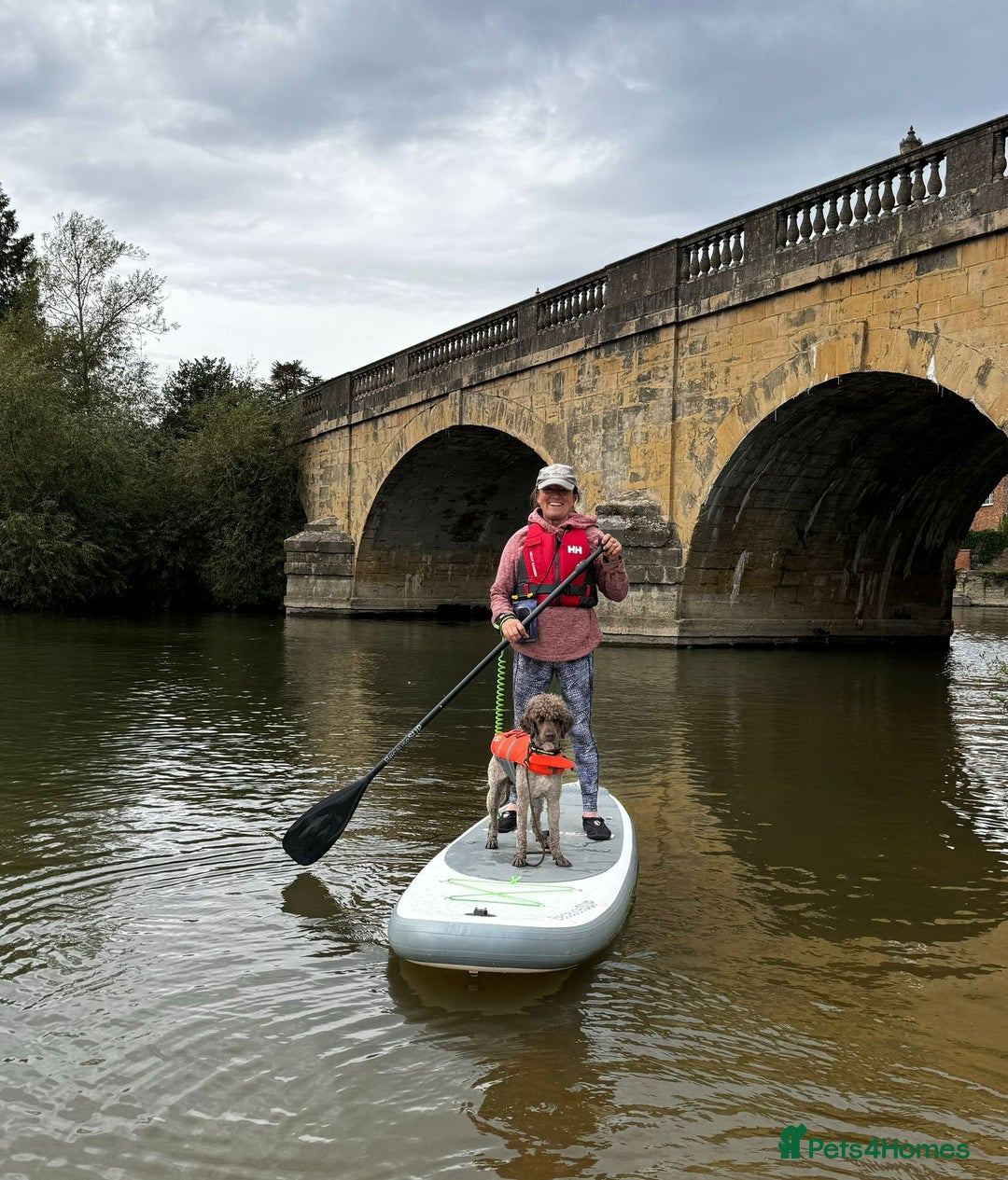 Mixed Breed dogs for sale: Fantastic Floodles! Fun, loyal and loving dogs  - Advert 4