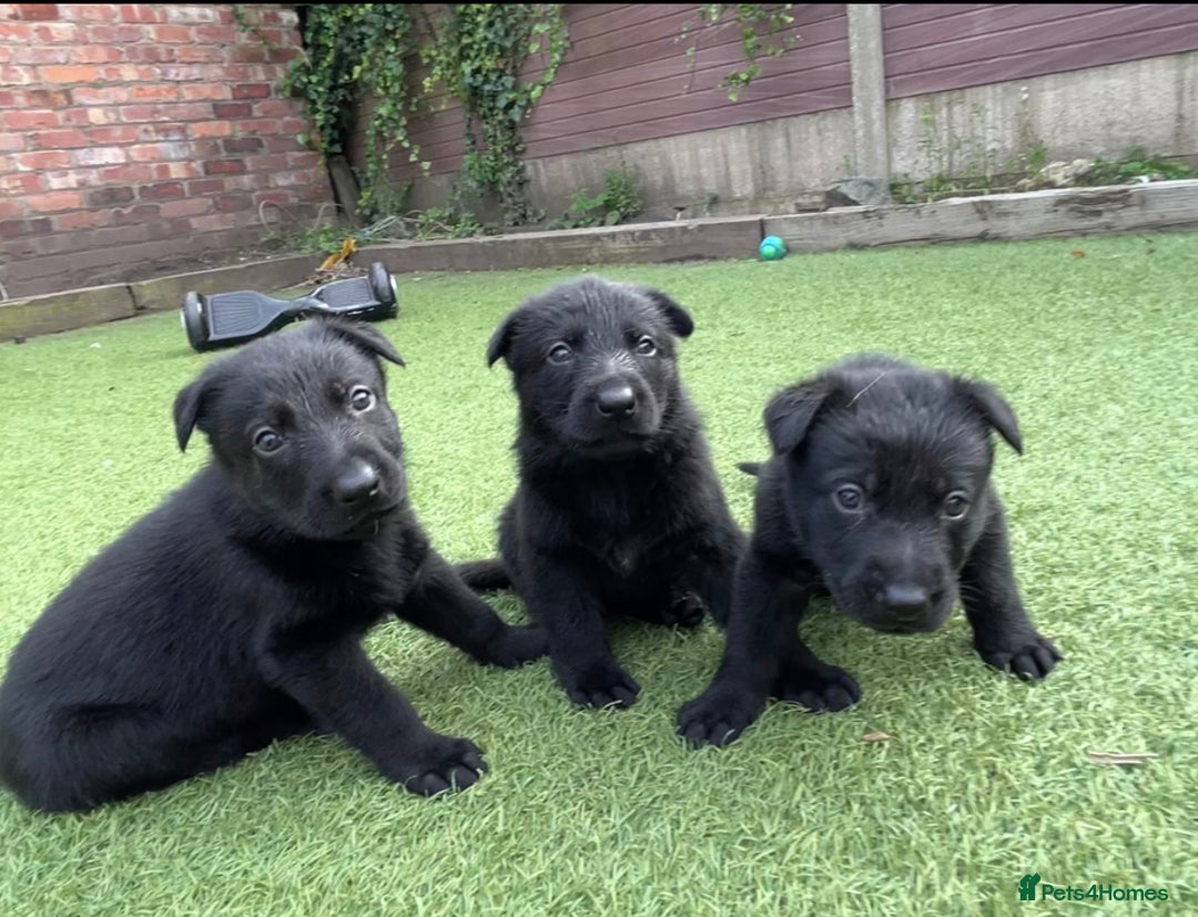 German Shepherd dogs for sale: gorgeous kc reg working blood line German Shepard  - Image 13