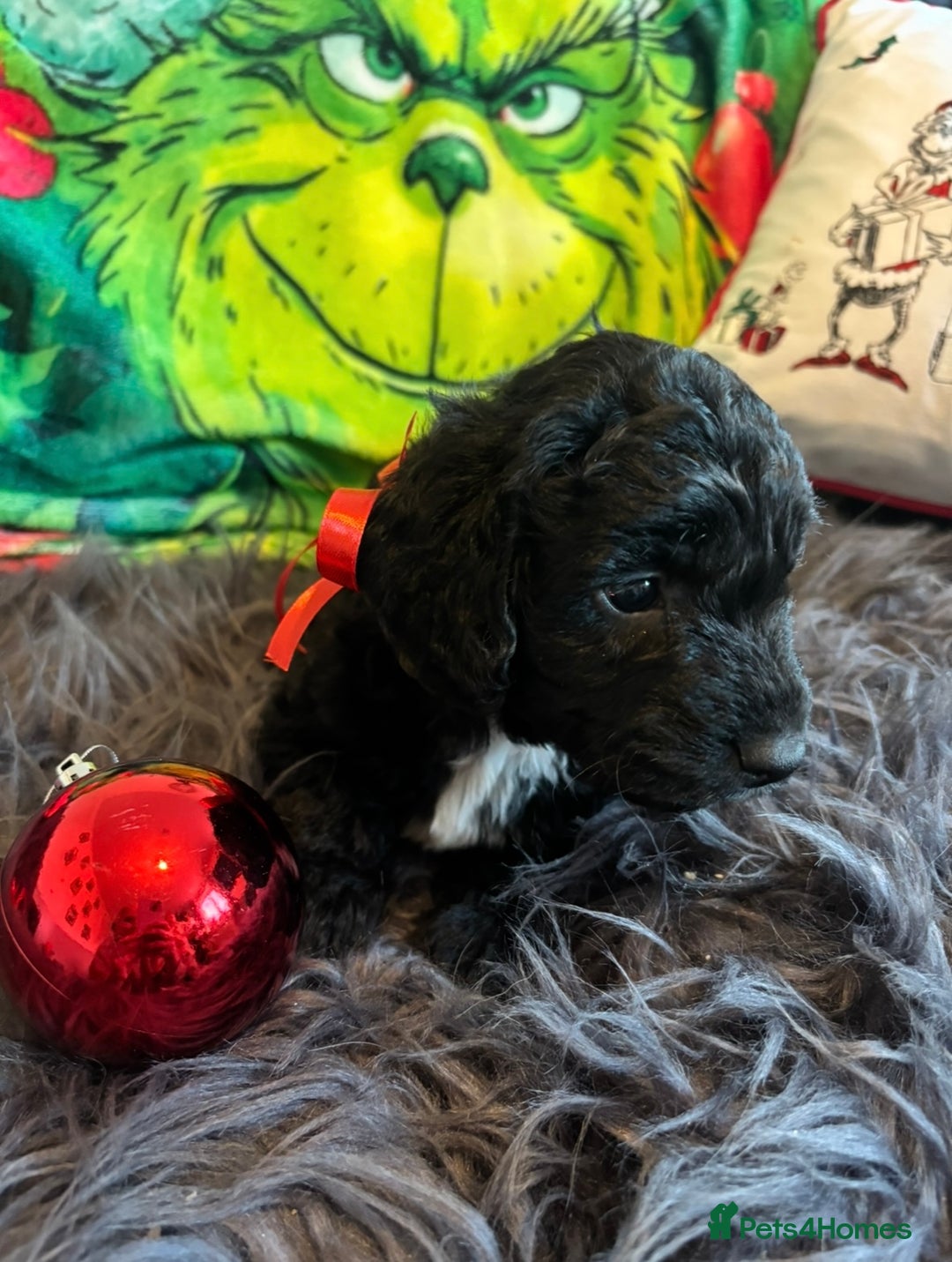 Sproodle dogs for sale: Sproodle puppies  - Advert 3