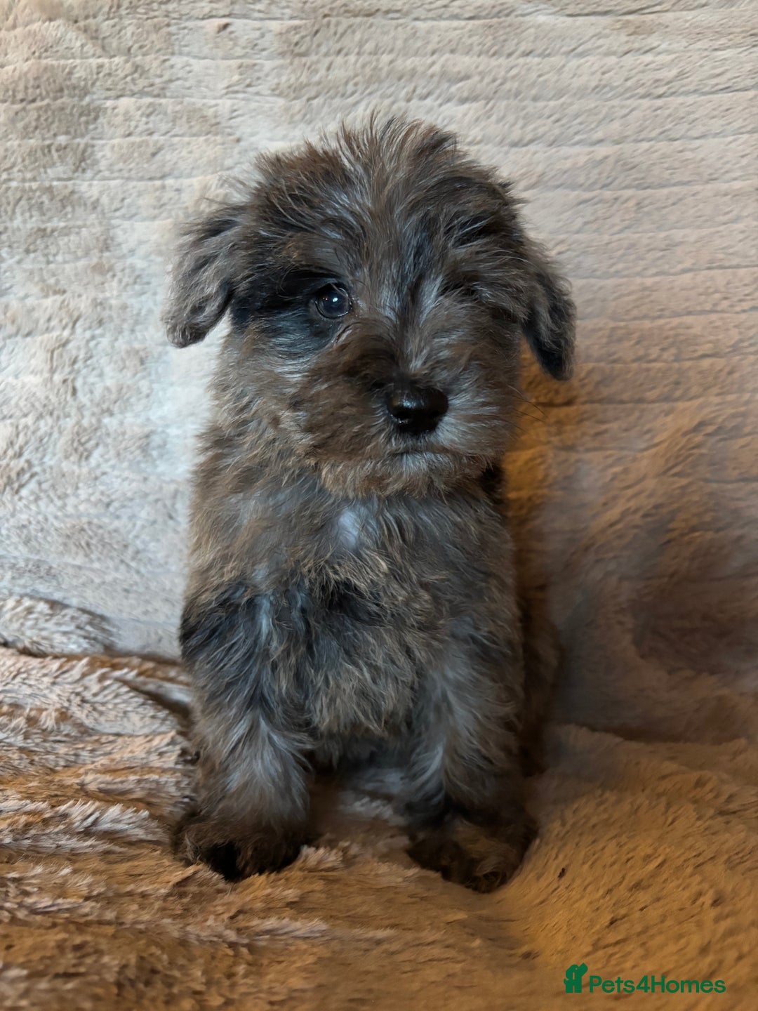 Mixed Breed dogs for sale: Truly special Schnoodle pups *unique colouring* - Advert 6