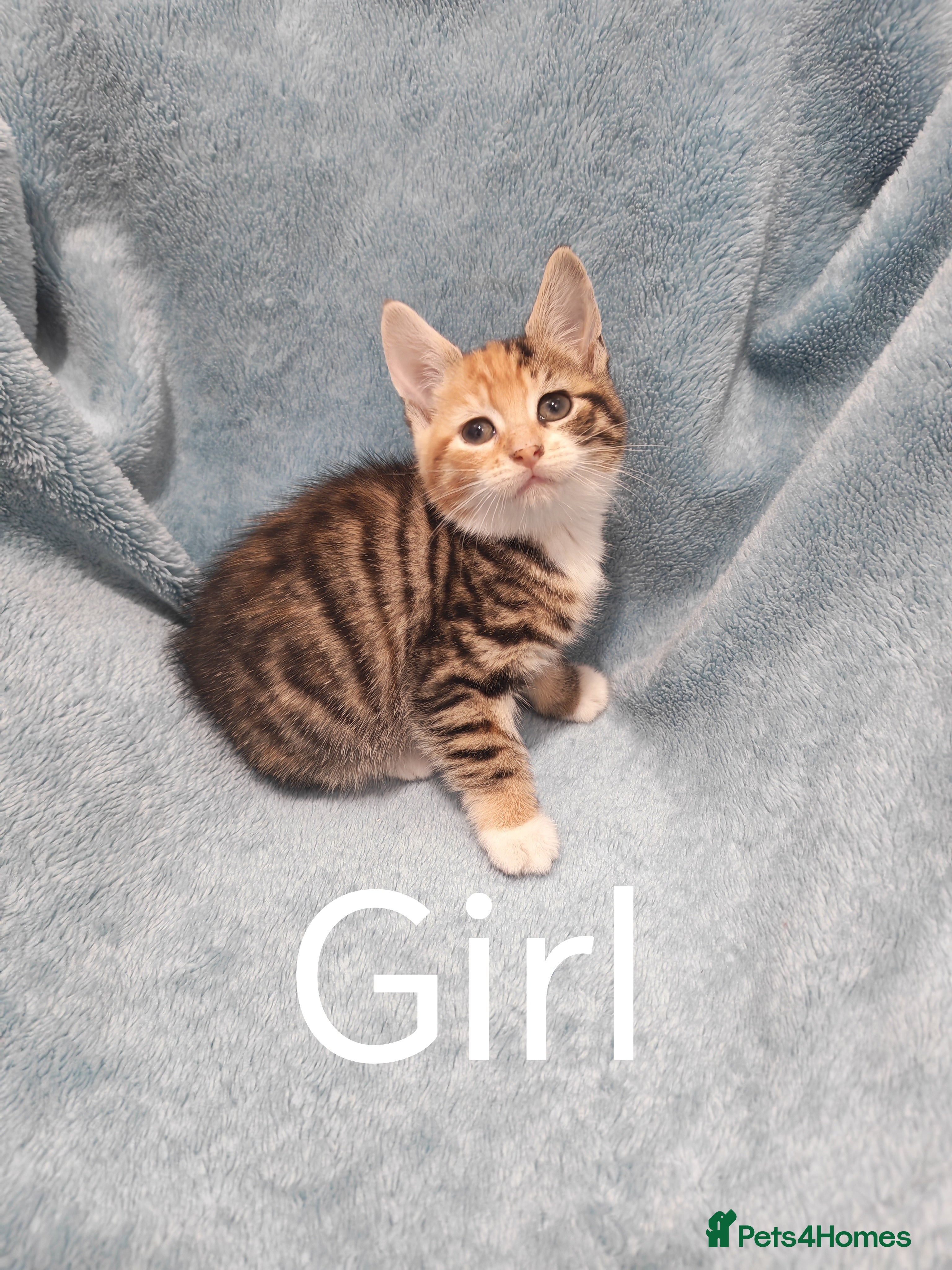 Mixed Breed cats Beautiful kittens VIDEOS - Advert 2